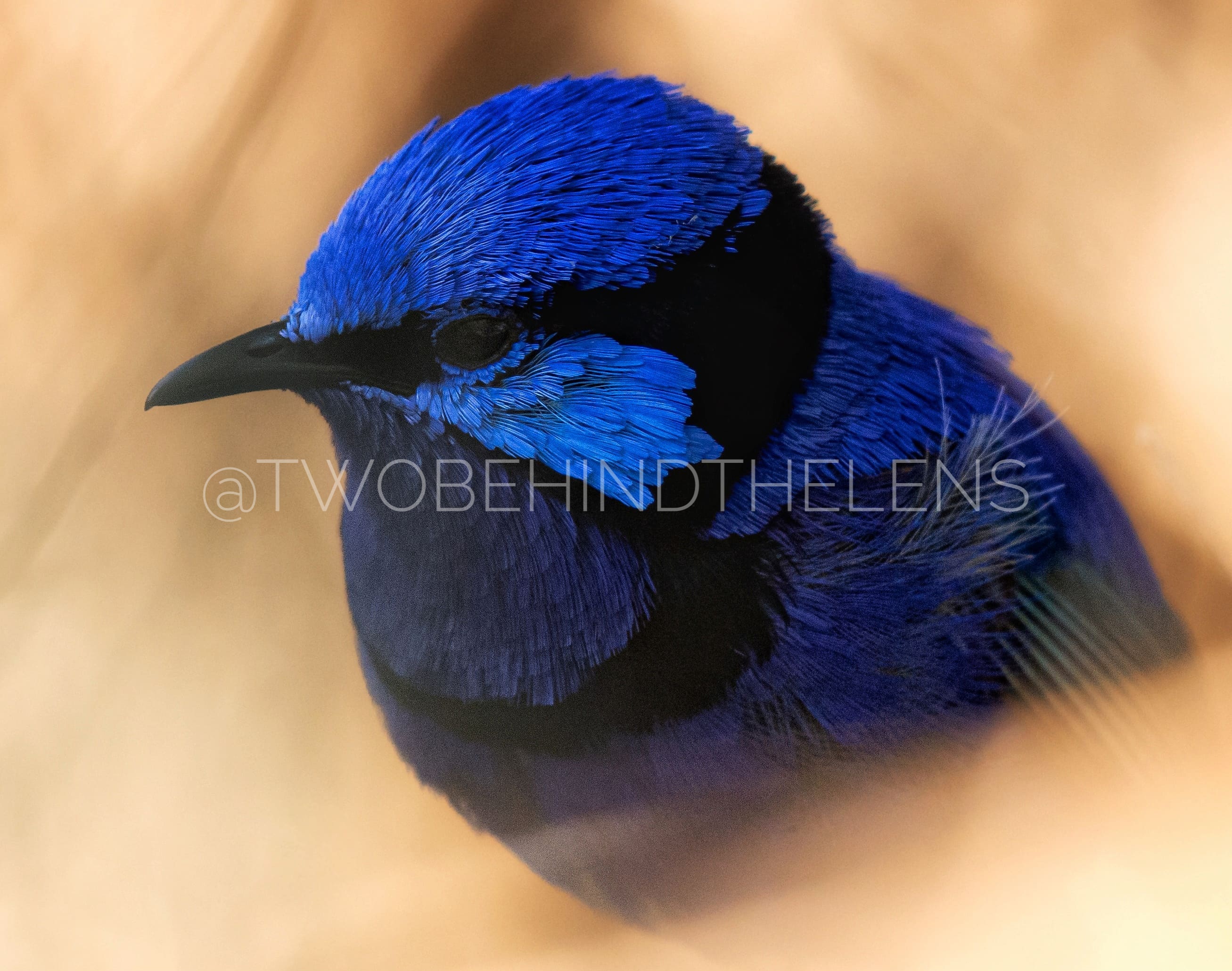 Featured Print 2